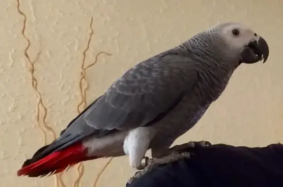 Lost African Grey Parrot in Charles Sturt