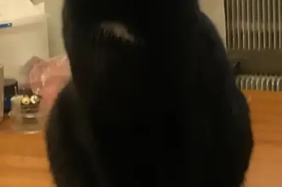 Зникла кішка: Кузя, 2 роки, м. Суми