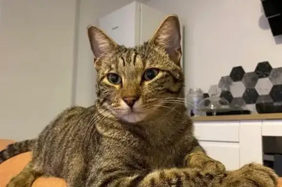 Tigrou, chat tigré perdu à Salon-de-Provence - photo
