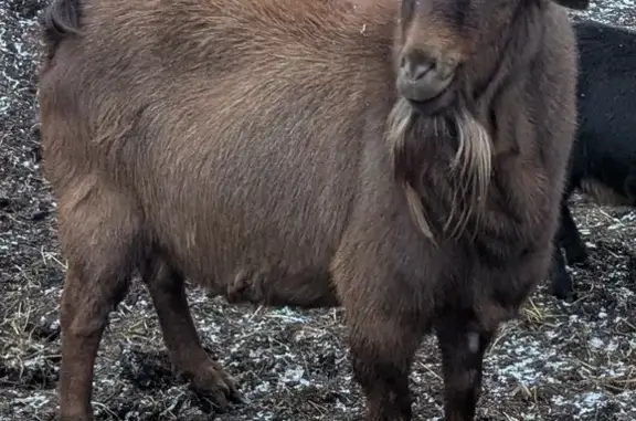 Lost Goat: Brown, Hornless, Food-Loving