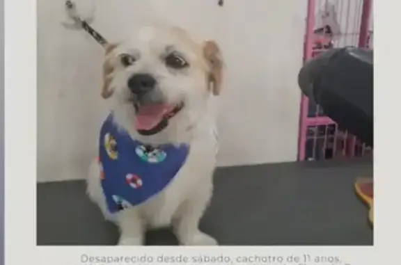 cachorro desaparecida