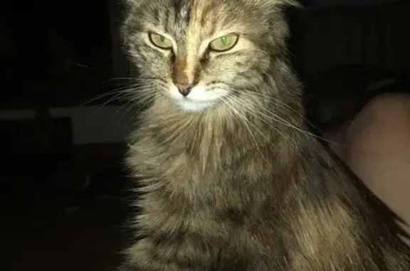 Chat perdu, Lançon-Provence, photo: Chatte angora perdue aire A7 Lançon-Provence