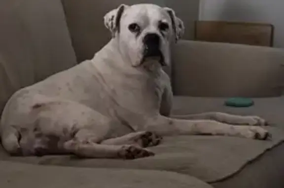 Lost Dog: White with Gray Spots - Help! - photo