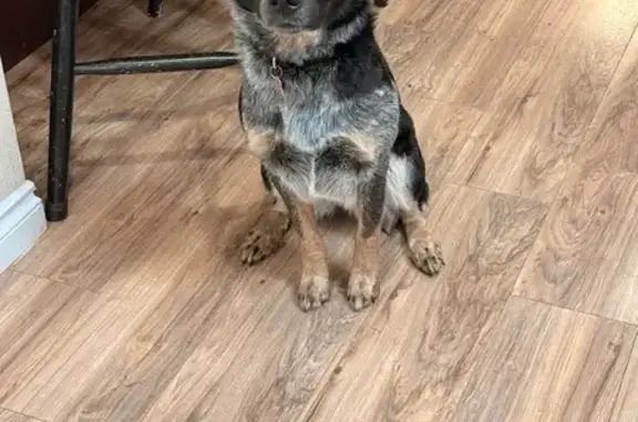 Missing dog Yelm, photo: Lost Dog: Black & Grey, Red Feet, Yelm