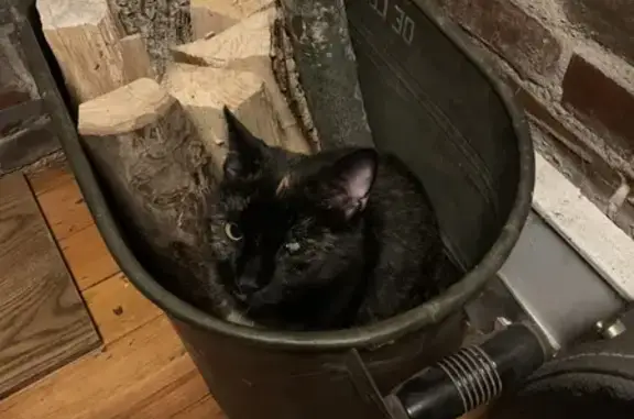 Missing: Moxy the Tortoiseshell Cat