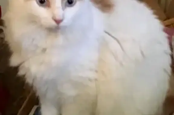 Lost: White Cat w/ Orange Tail in VA