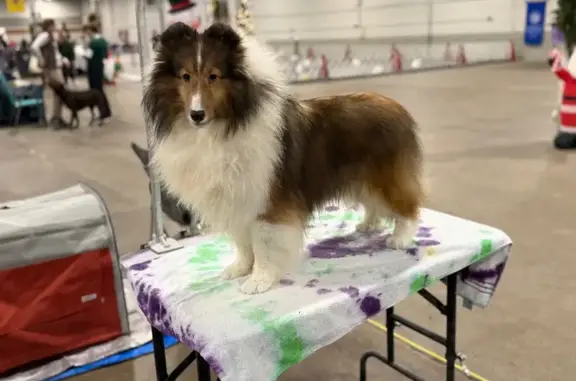 Lost Sable & White Dog in Middleburgh