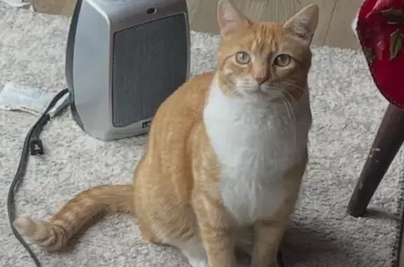 Missing cat Carmel, photo: Lost Orange & White Cat in Carmel Area