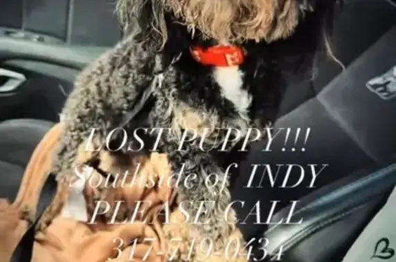 Lost Mini Poodle: Soul on Dorill Creek Dr.