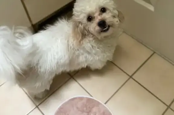 Found pets Lancaster, photo: Friendly Young Dog Found on Harrisburg Pike