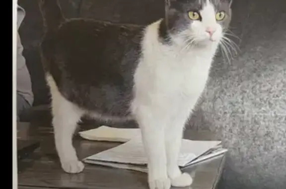 Lost Cat: Friendly Gray & White in NY