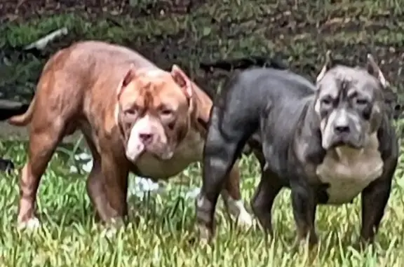 Missing dog Montgomery, photo: Lost Dog: Red, White & Blue on Matterhorn