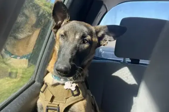 Friendly Dog Missing on Revere St, Denver