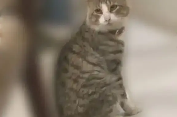 ¡Gato Gris Perdido en Tehuacán: Marshall!