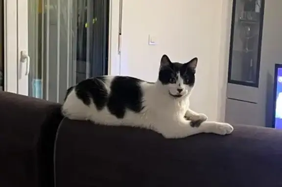 Gato encontrado Palencia, foto: Gato Sociable Joven Espera Hogar en Palencia