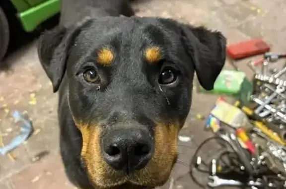 Friendly Lost Dog on Melbourne St, Cessnock