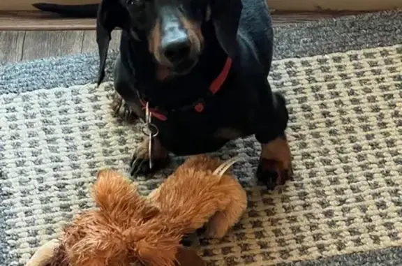 Lost Mini Dachshund Near Elk Shoals