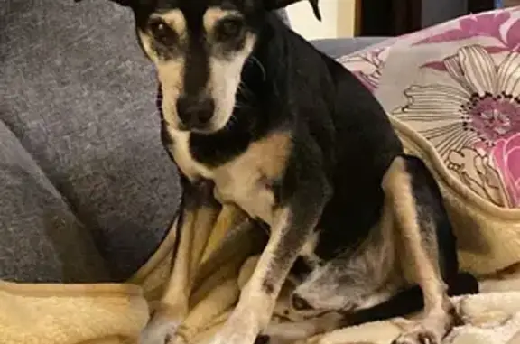 Perro Mayor Encontrado en La M...