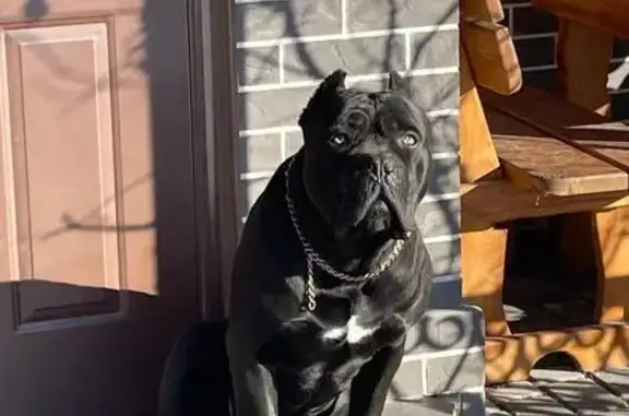 Зникла кане-корса з особливими прикметами