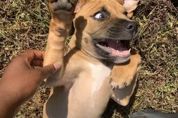 Lost Light Brown Dog: Help Bring Her Home!