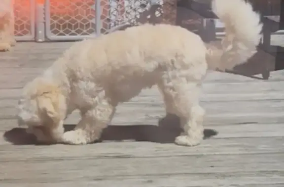 Lost Shy White-Tan Dog in Hammonton