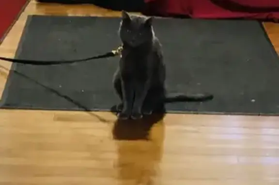 Lost Grey Cat on Simpson Rd, Ardmore