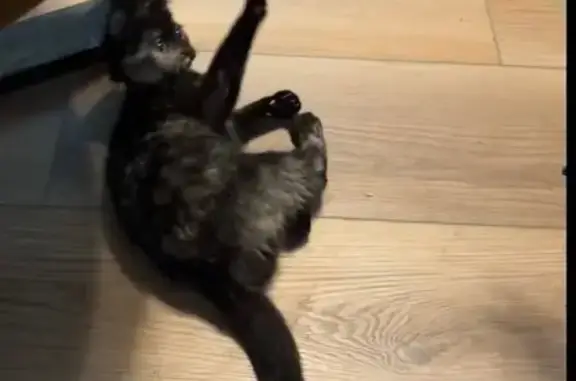 Friendly Tortoiseshell Cat Lost in Little Rock