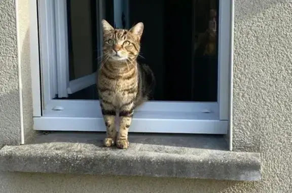 Animaux perdus Plouha, photo: Chat tigré blessé trouvé à Kerouziel