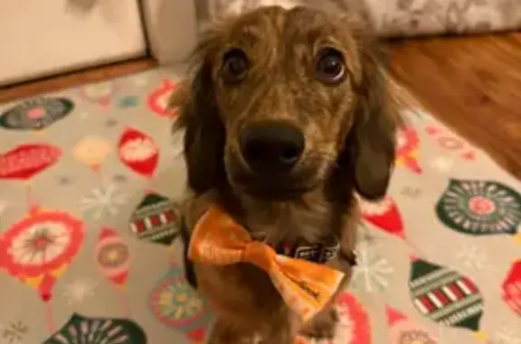 Lost Brindle Mini Dachshund in Battle Ground
