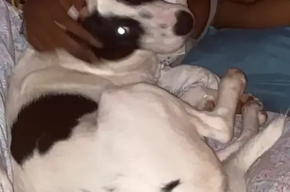 Lost Dog Spot: Black & White Border Collie Mix