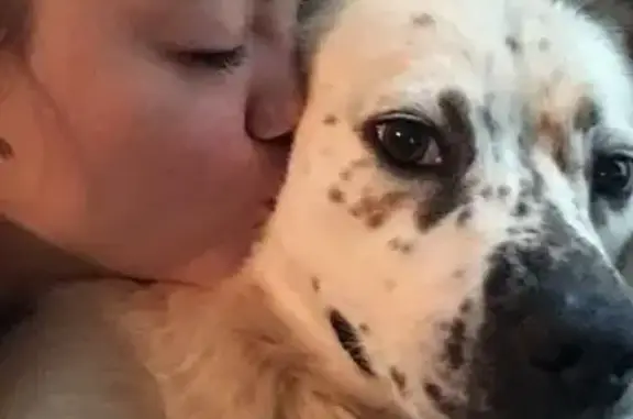 Lost Dog Near Howard Circle, Winder