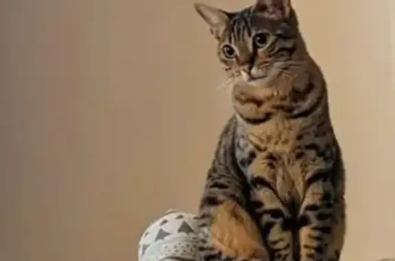 Lost pets Oregon City, photo: Help Find Honey: Missing Cat in Tigard