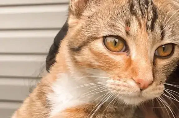 Lost pets Idaho Falls, photo: Lost Cat: Unique Ringed Tail in Idaho