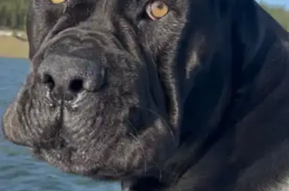 Lost Black Cane Corso in Haines, OR
