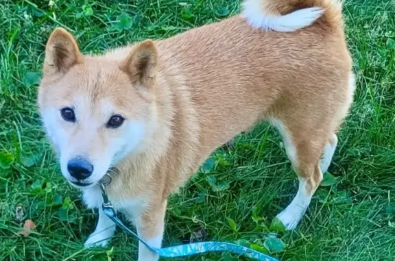 Lost Tan Dog: Skittish, Sweet, Baby Yoda