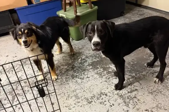 Found dog Tulsa, photo: Found: Black Lab & Sheepdog in Tulsa