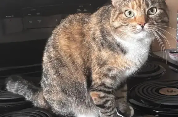 Lost Timid Cat: Reward Offered!