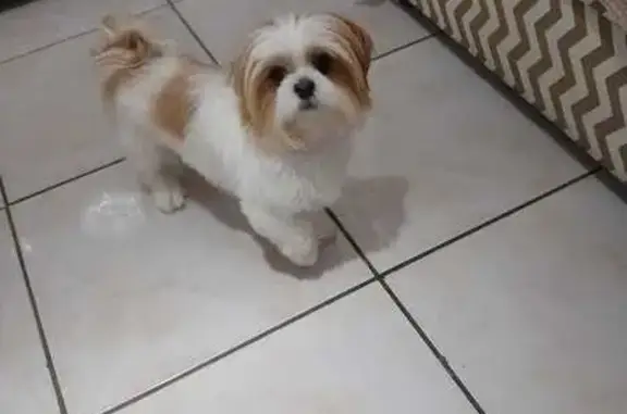 cachorro desaparecida