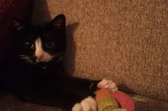 Missing cat Minnesota City, photo: Missing: Black Cat with White Markings