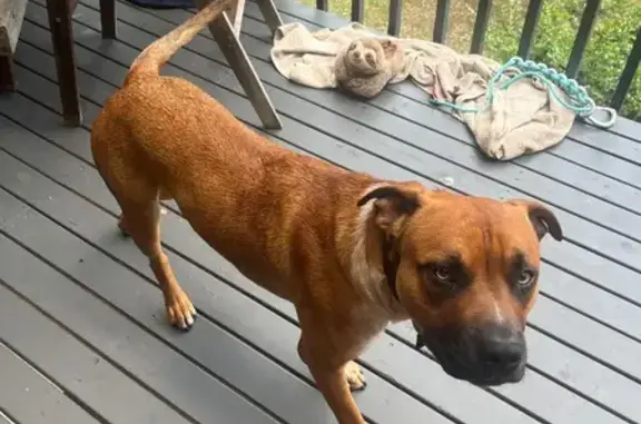 Lost Dog Near Ourimbah Creek Rd: Help!