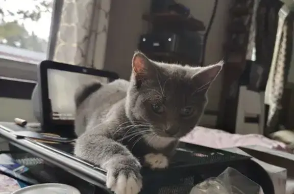 Lost Gray Kitten with White Paws in San Jose