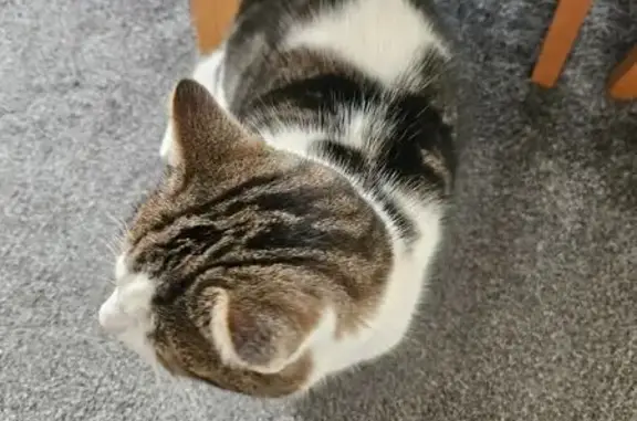 Healthy Grey/White Cat Finds N...