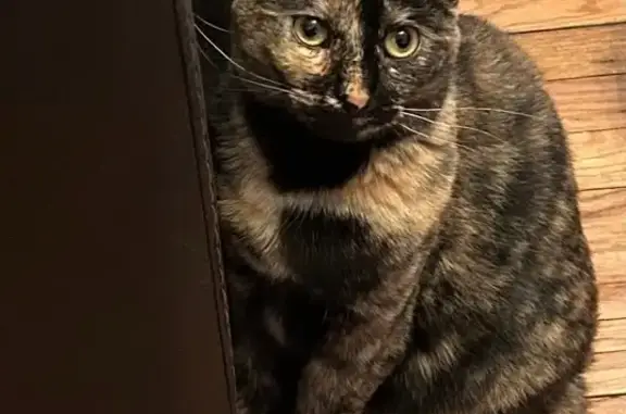 Lost Tortoiseshell Cat on S. Norwood Ave