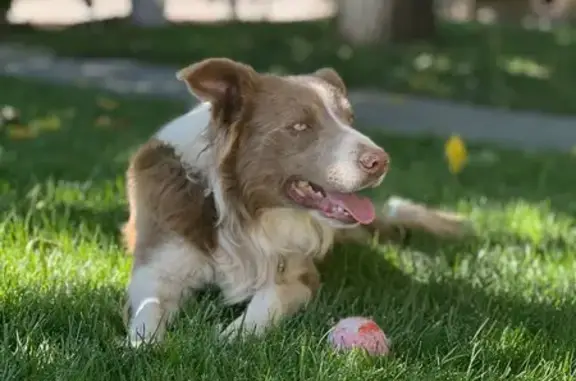 Lost Dog: Tan with White Paws, East Ave Q