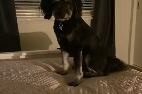 Lost Poodle X: Escaped in Geelong Area