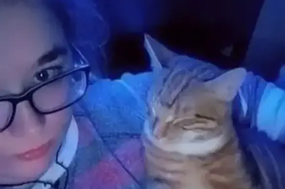 Missing cat Virginia Beach, photo: Lost Orange Tabby with Unique Markings