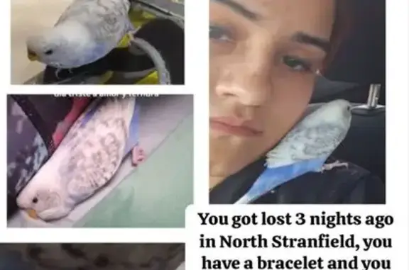 Lost pets Canada Bay, photo: Lost Bird in Canada Bay: Help Us Find!