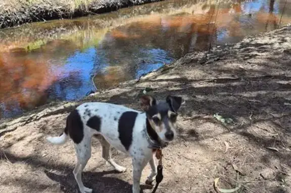 Lost Terrier 'Bandit' in Kalamunda, WA