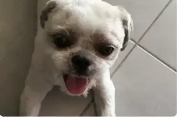 Petit Shih Tzu perdu à Ajaccio - photo