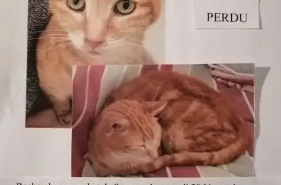 Chat roux perdu, 9 ans, Mirmande 1620 - photo